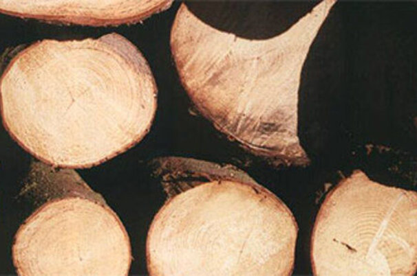 1900_8.jpg
