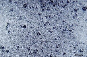 7122d819-2f94-640d-e570-21f86e3e5f9d-121740.jpeg