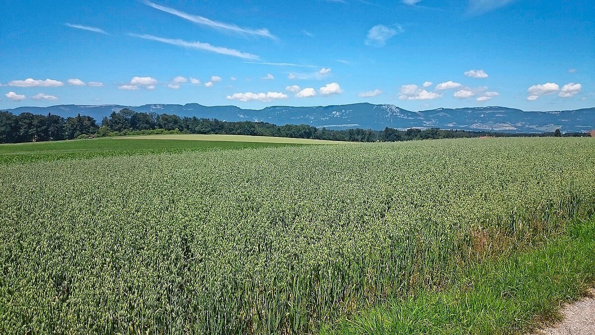 スイスの農家: 有機農業: 2025 年の投入物リストが公開