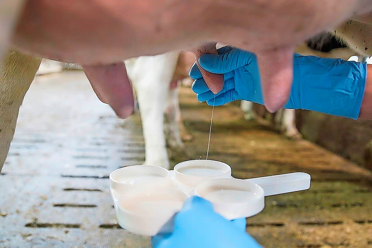 «Nur Milch ist Milch»: Erfolg für SMP