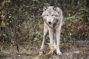 3a4171ea-9efe-6d21-05d9-6299f96c72be-122955.jpeg