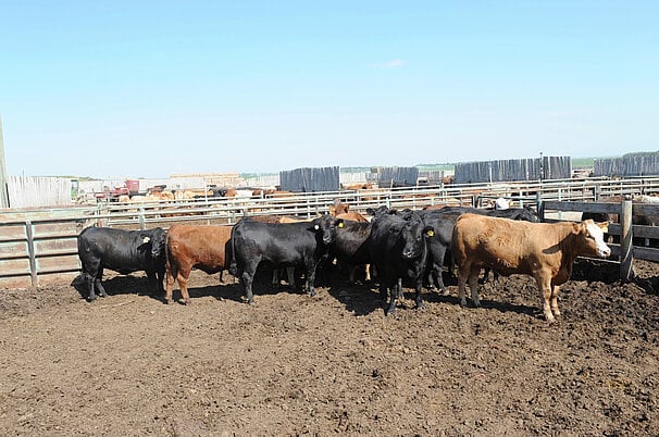 132625.jpeg
