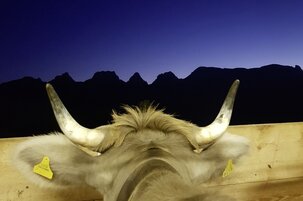 622e9859-d106-6b67-16ae-1ce2606facc6-122890.jpeg