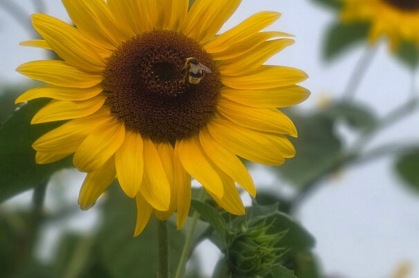 135496.jpeg