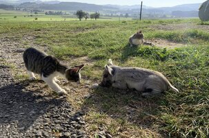 699408d7-de83-47d4-8381-79c5efa607ea-125994.jpeg