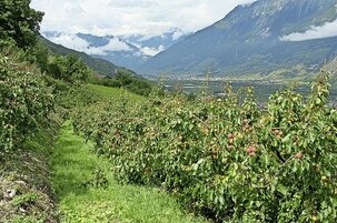 1a97cea4-c225-9de5-f92b-0032056d7ee8-160068.jpeg
