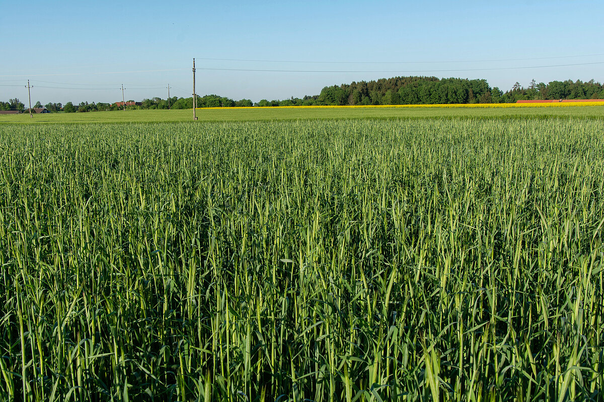 Grnschnittroggen  vielseitiger Helfer auf dem Feld - Der Schweizer Bauer