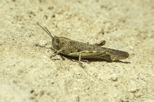 bd7784ab-ef94-270f-4749-c4d77e368a32-130297.jpeg