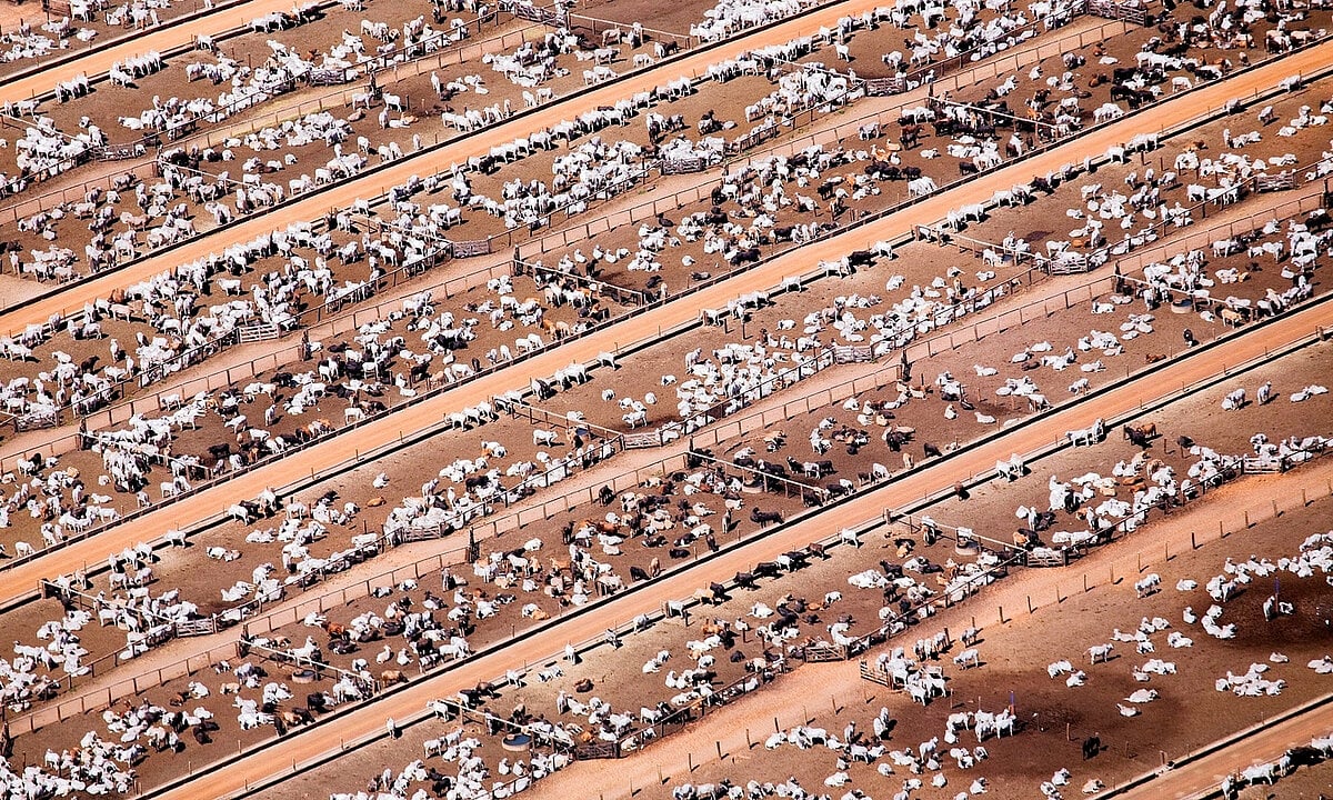 Ce sont les 5 plus grandes fermes bovines du monde