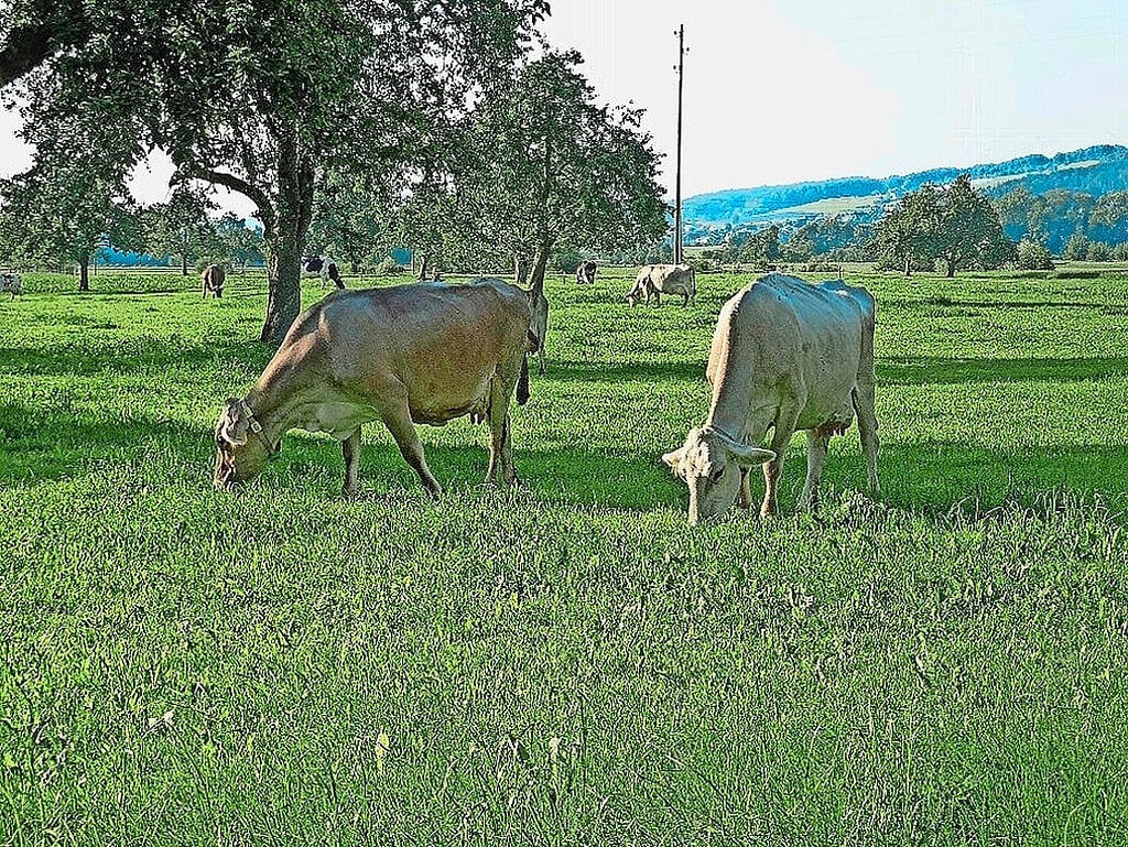 123032.jpeg