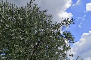 c3efc09f-8245-302a-0ae0-b3ddc37d2045-146708.jpeg