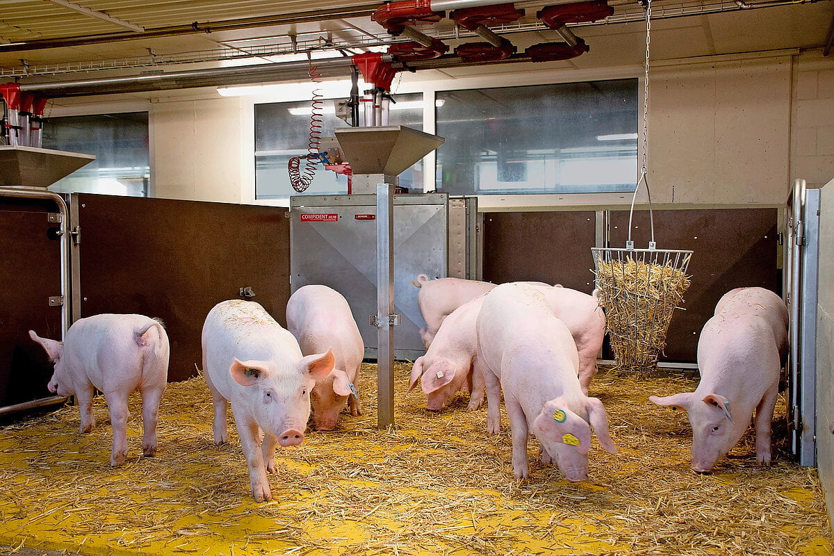 Schweine der Zukunft: Effizienz statt Höchstleistung - Der Schweizer Bauer