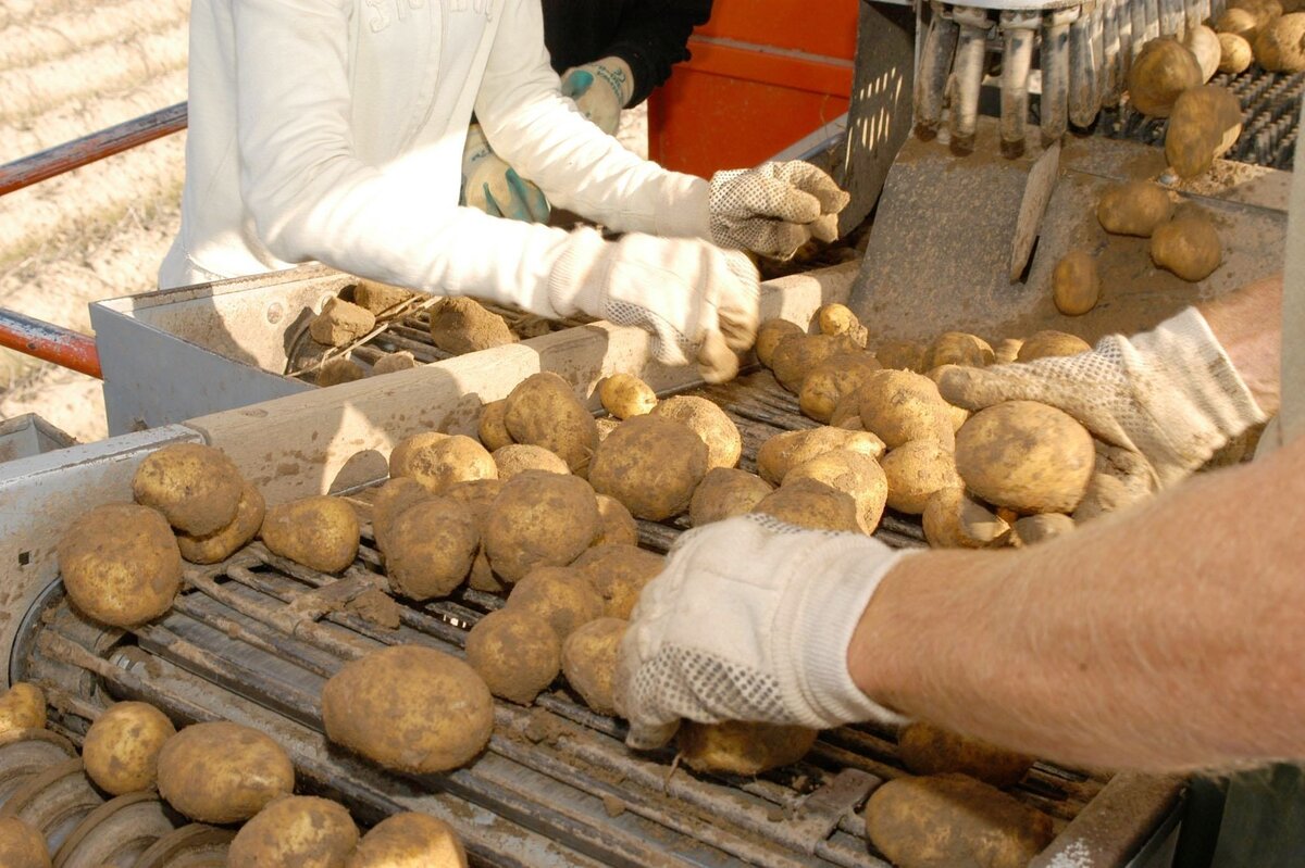 Der Schweizer Bauer Mit Kartoffel globale Ernährung sichern