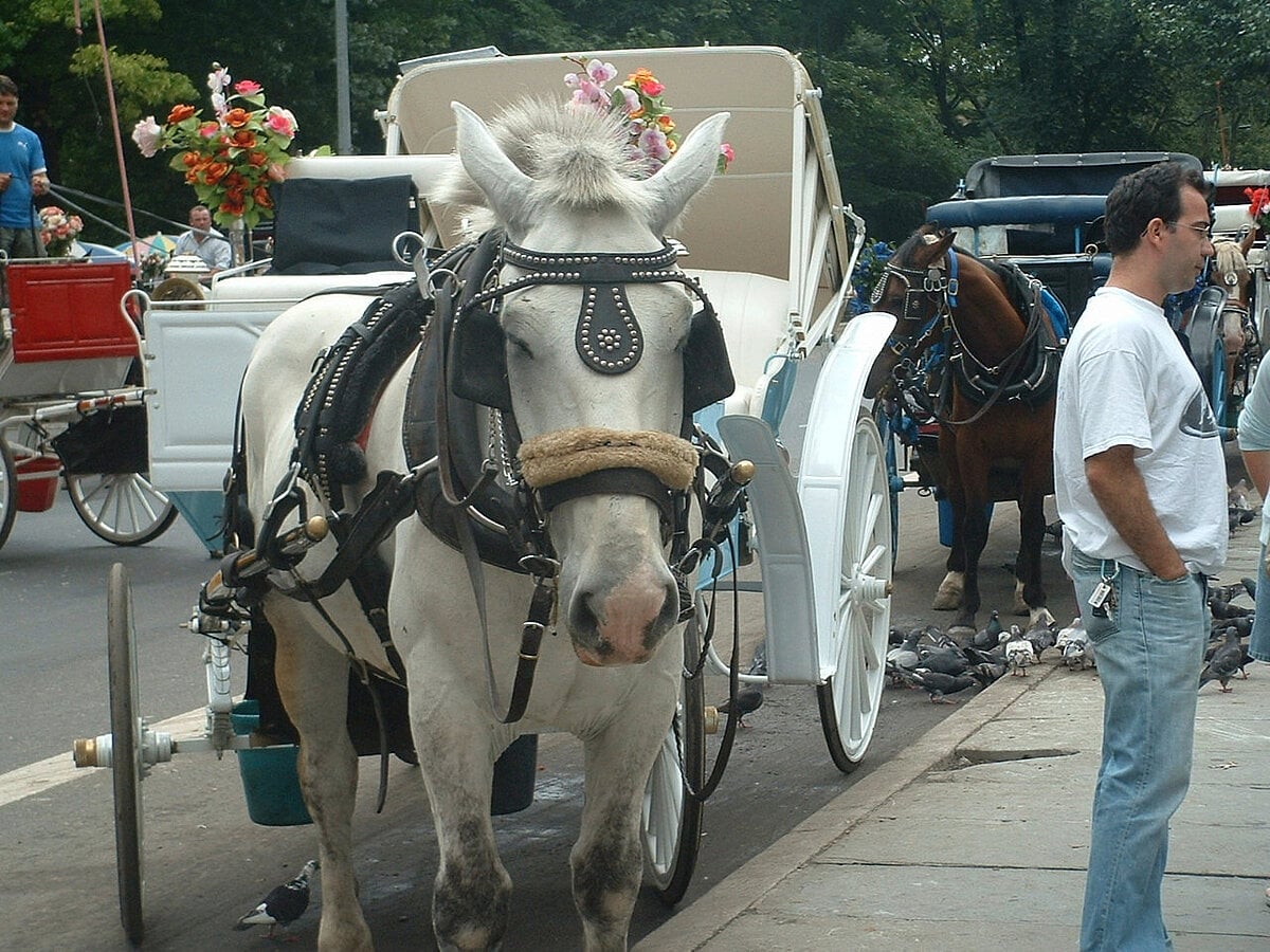 New York Moves to Ban Central Park Horse Carriages by 2028