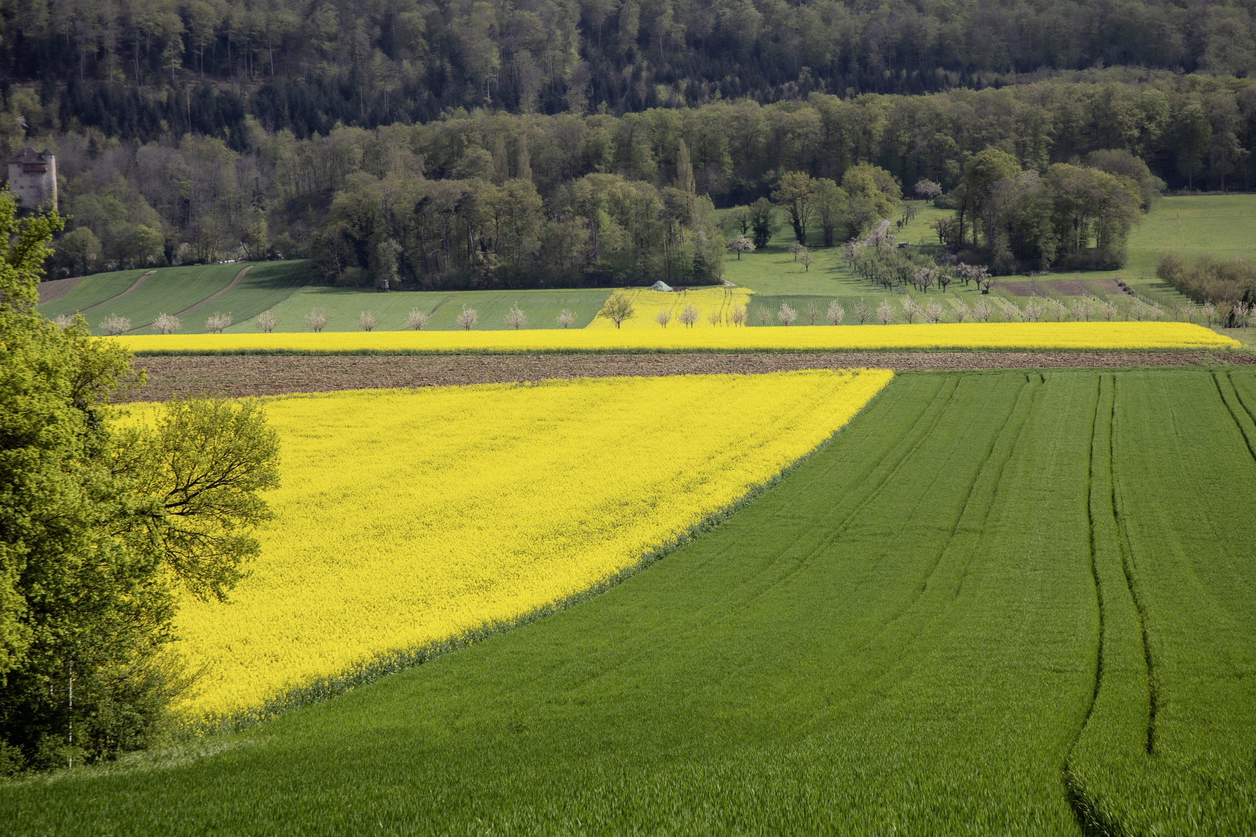 Der Schweizer Bauer Landwirtschaft prägt vielfältige Landschaften