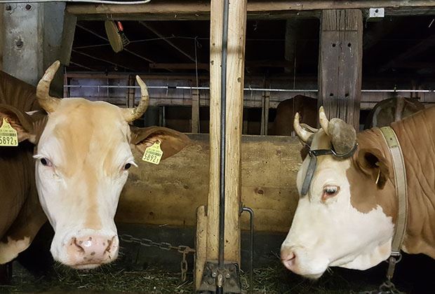 Schweizer Bauern streiten über Kuhhörner - SWI