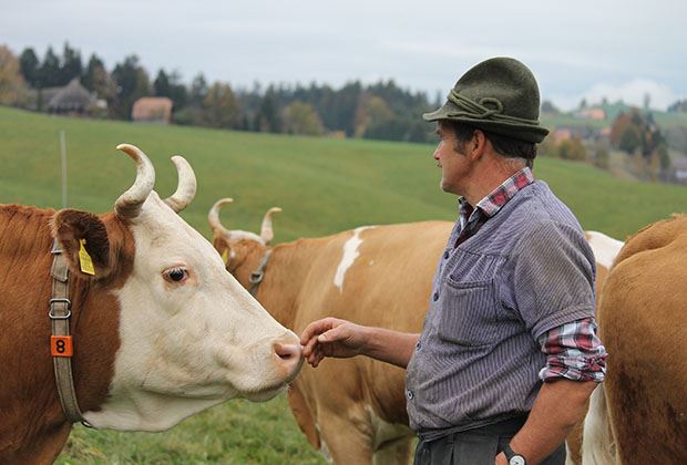 Der Schweizer Bauer: Formen der Hörner ist eine Kunst