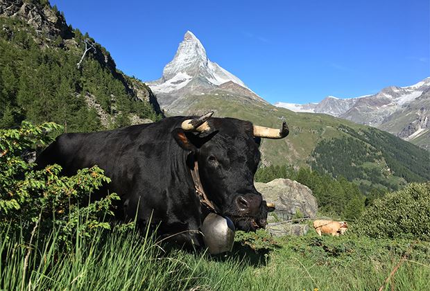 der-schweizer-bauer-agrotourismus-wallis-wird-aufgel-st