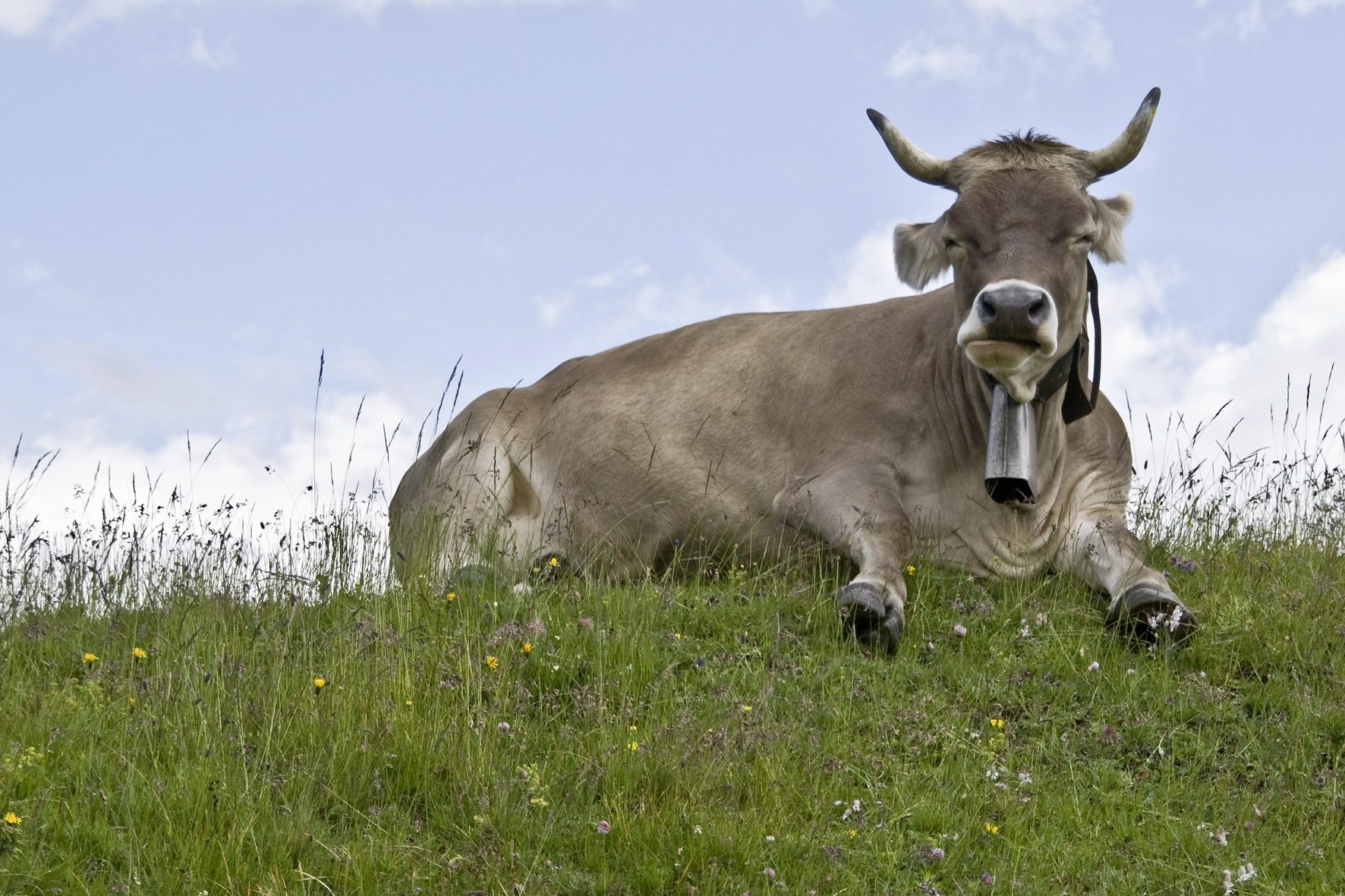 Schweizer stimmten für Verstümmelung der Kühe