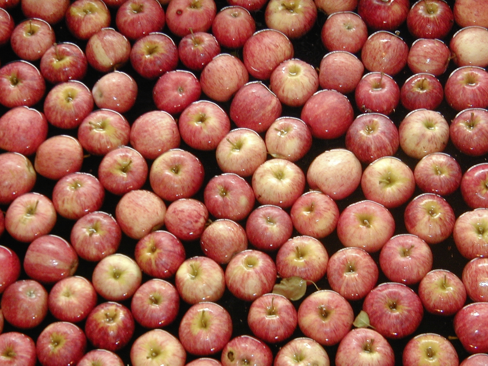 Der Schweizer Bauer: Kühle Nächte, rote Äpfel