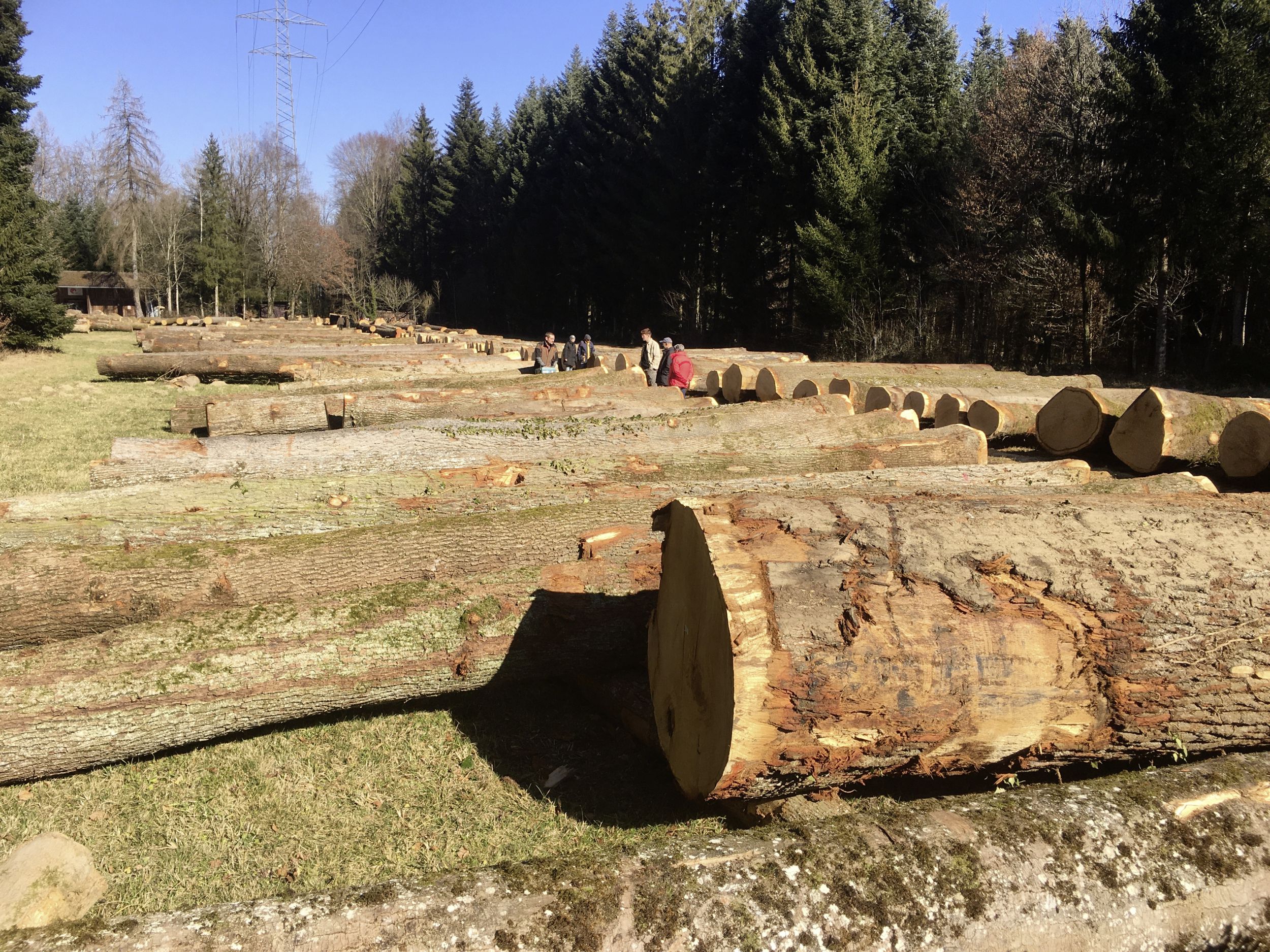 Der Schweizer Bauer: Bieten für Qualitätsholz