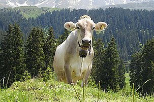 42917_8.jpg