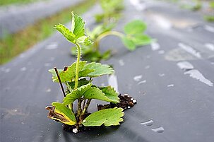 83935_8.jpg