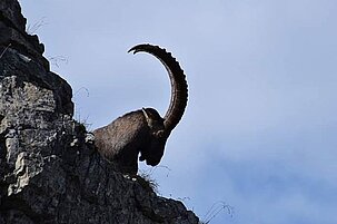 85468_8.jpg