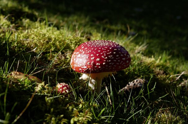 1ad1957f-1219-40ab-4095-d73f8fc779c6-112002.jpeg