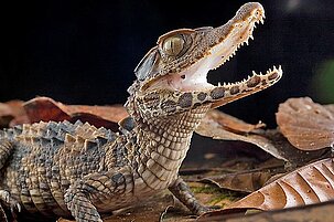 57433_8.jpg