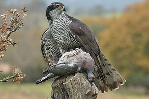 56309_8.jpg
