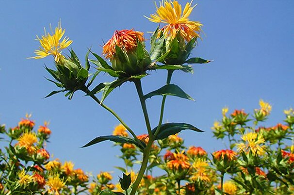 93920_8.jpg