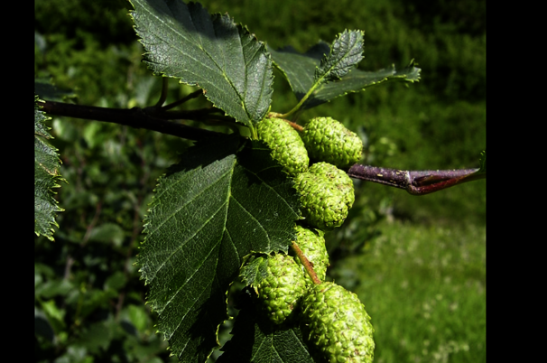 a5c3de0c-f481-5f09-d792-75c67c2dc01f-4564.png