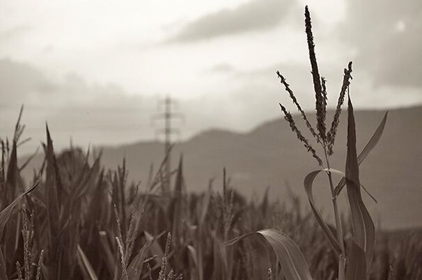 49504_8.jpg