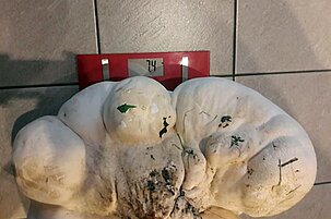 84319_8.jpg