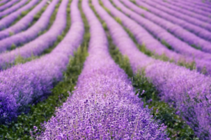 ab0561cc-c7d3-733d-7f16-8b2d82ee8b07-59533.png