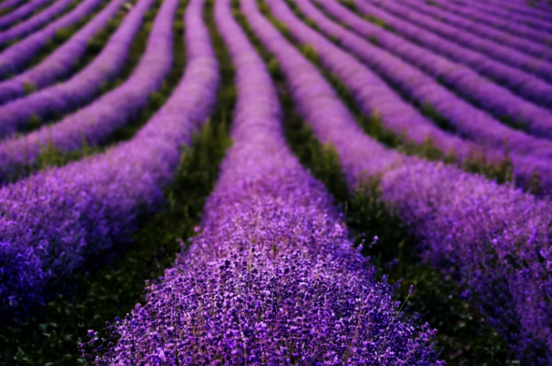 ab0561cc-c7d3-733d-7f16-8b2d82ee8b07-59533.png