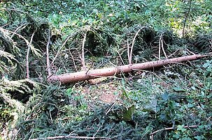50352_8.jpg