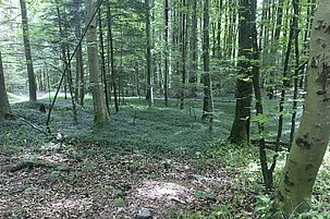 17ba4b06-65c5-acd7-580f-ebc5bbe3f5a3-23342.jpeg