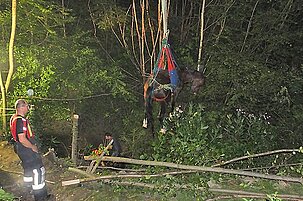 49975_8.jpg