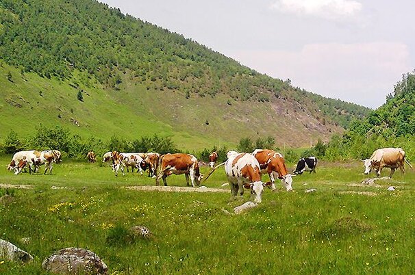 42790_8.jpg