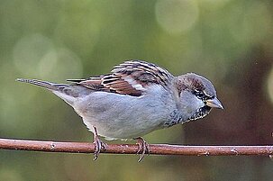 45087_8.jpg