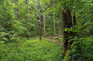 63085_8.jpg