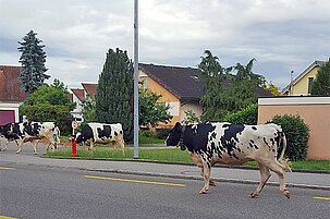 82951_8.jpg