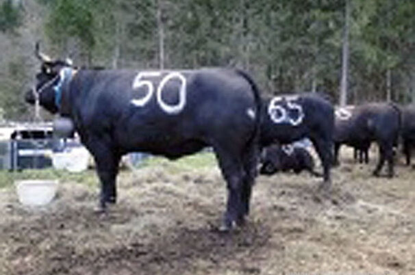 24297_8.jpg