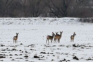 33115_8.jpg