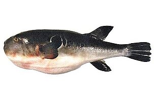 44120_8.jpg