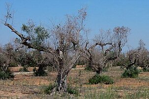 72155_8.jpg