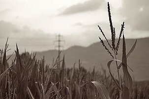 49504_8.jpg