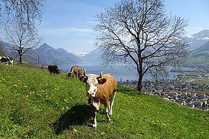 80963_8-1.jpg